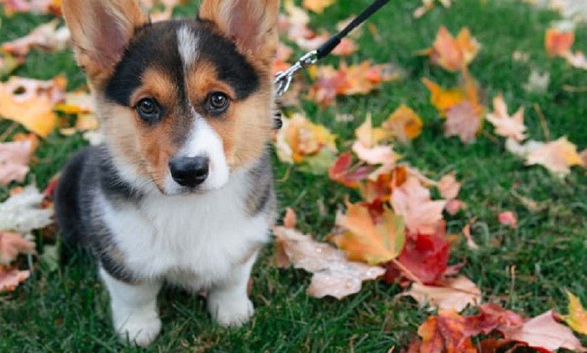 Výbava pro štěně